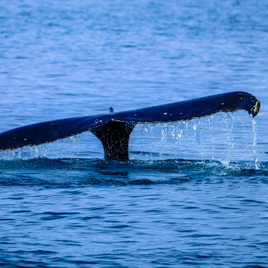 צמיד - PAIKEA BROWN
