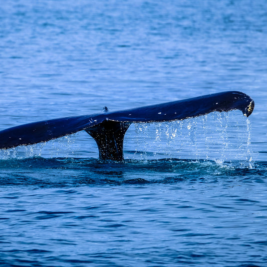 צמיד - PAIKEA BLUE