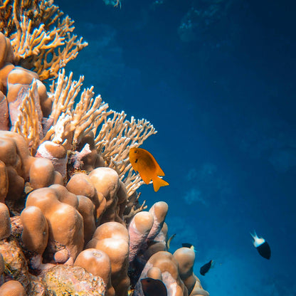 שרשרת - Oceanus