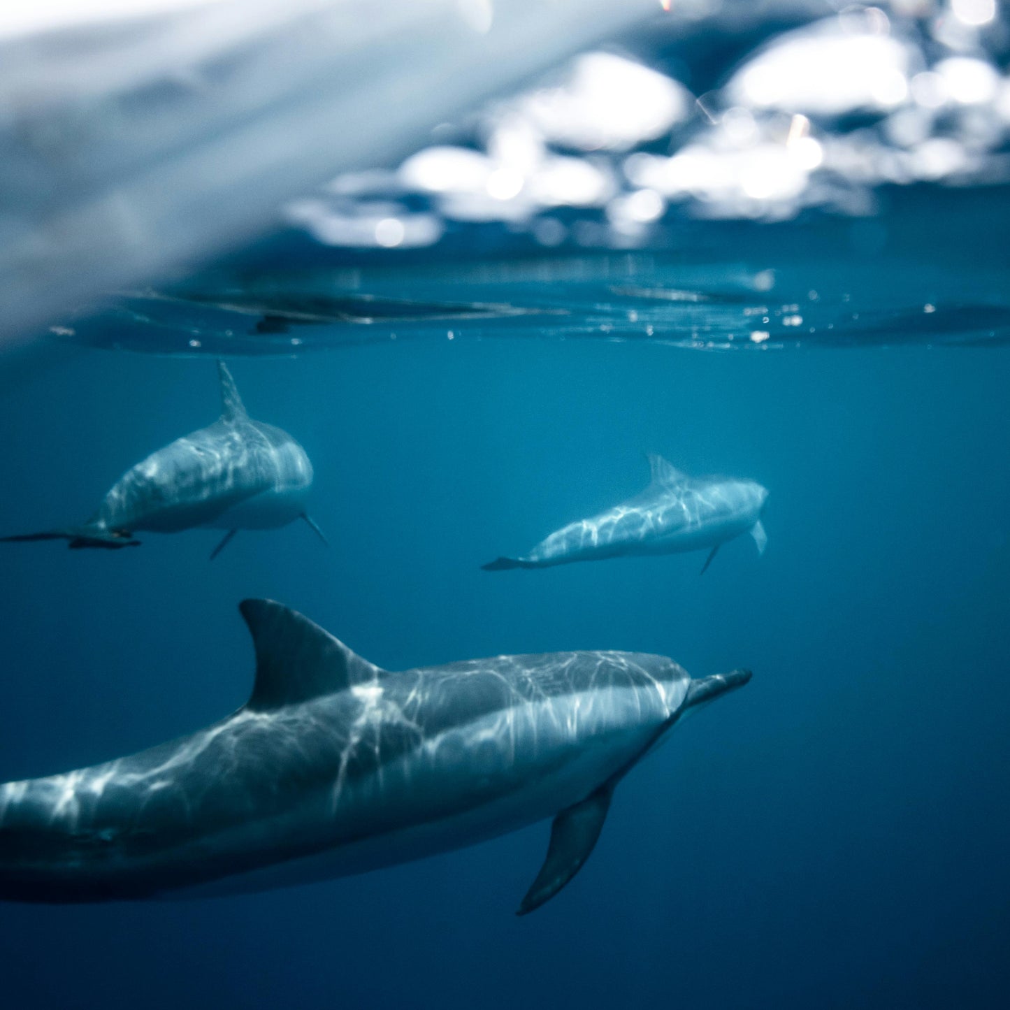 שרשרת - Mo’orea