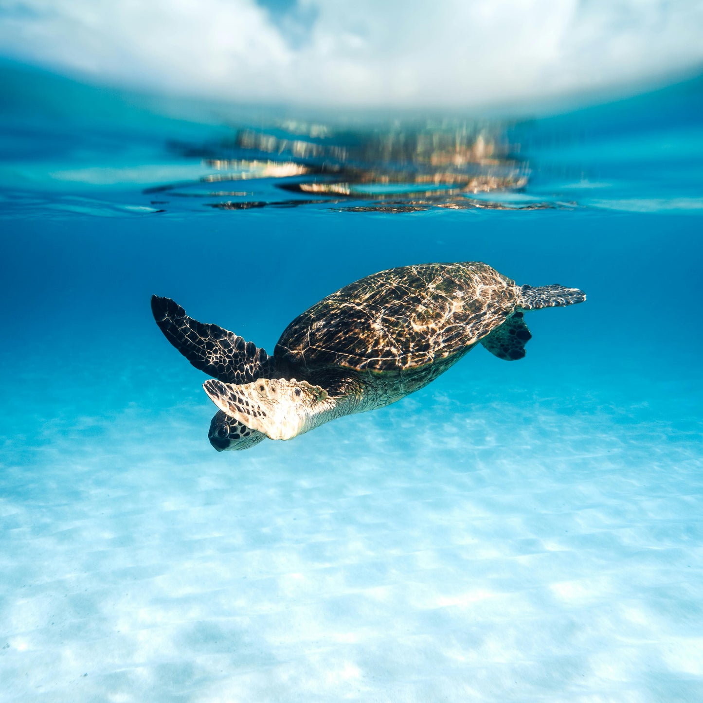 שרשרת - Oceanus