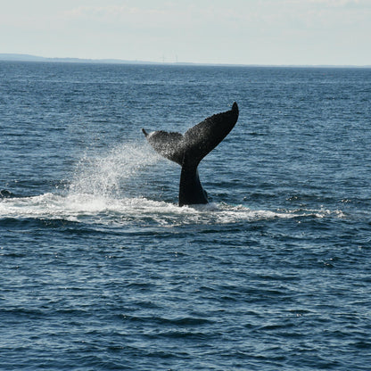 שרשרת - OCEAN SPIRIT