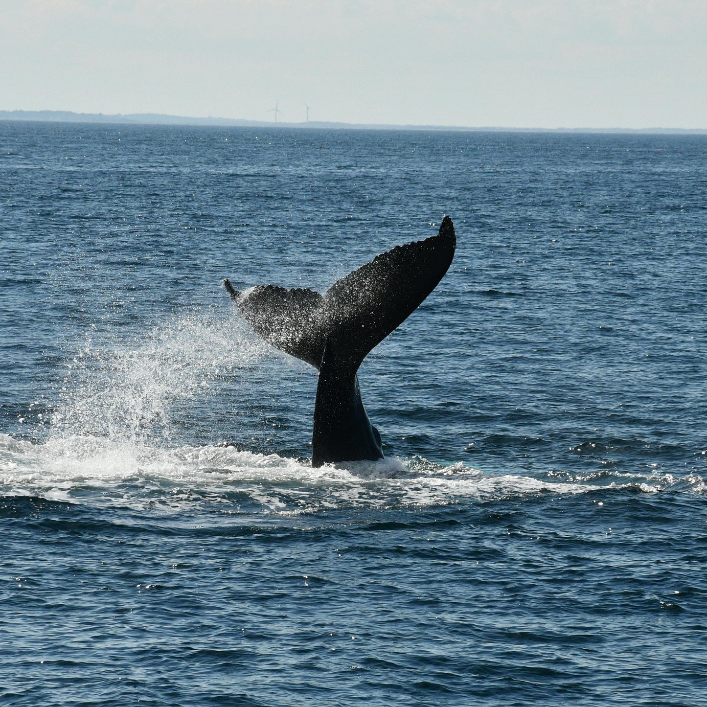 שרשרת - Oceanus