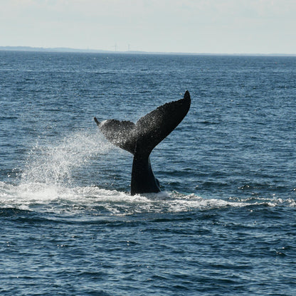 שרשרת - Oceanus
